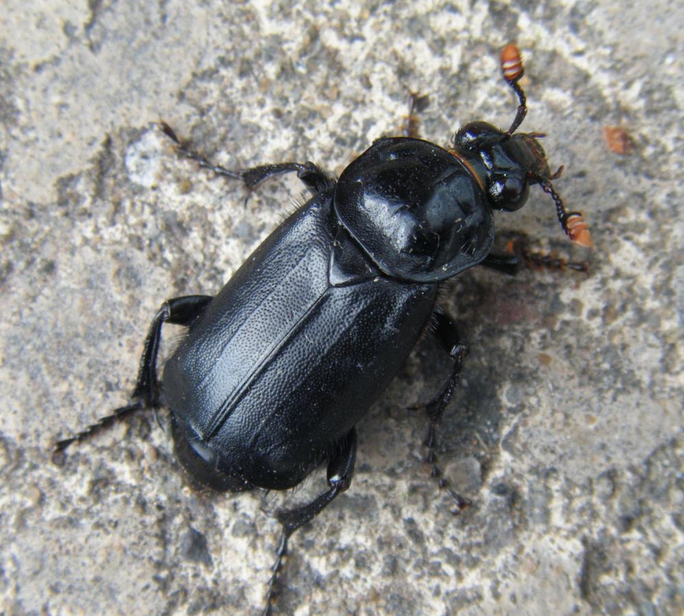 Sexton Beetle (Nicrophorus Humator) Harecroft Crescent Sapcote SP49019371 (taken 5.8.2010),,,.JPG